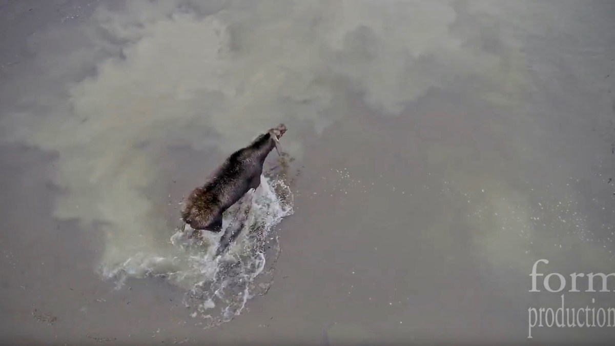 DJI Phantom 4 Pro drone captures moose fighting off a wolf in northern Ontario [video] (0)
