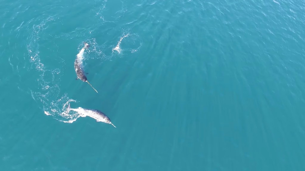 A drone proves it, narwhals hunt with their tusk