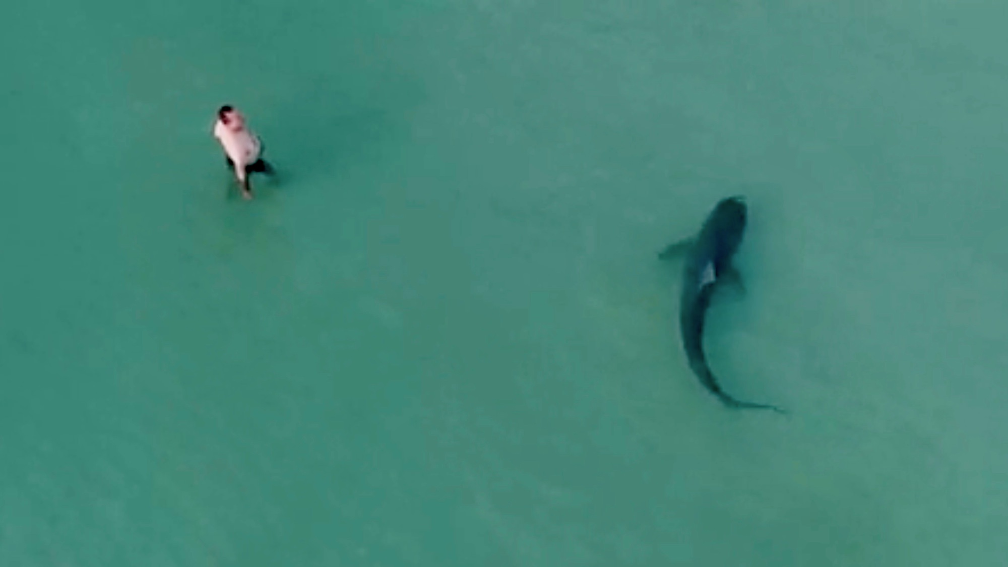 Large Shark Swimming Right Past Swimmers Caught By Drone Video 6 ?resize=600