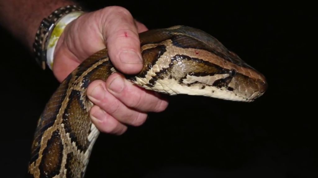 Snake hunters use infra-red drones to find invasive pythons in Florida ...