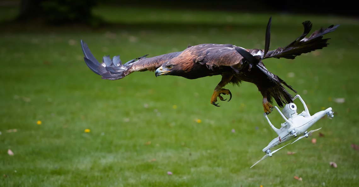 Dutch police halts use of eagles to intercept drones 2