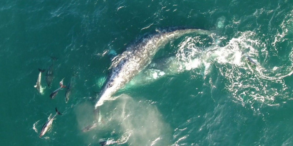 Gray whales and dolphins are playing together off the Dana Point Headlands and luckily a drone was in the air to capture it all. The whales are on their northbound migration to Alaska where they spend their summers.