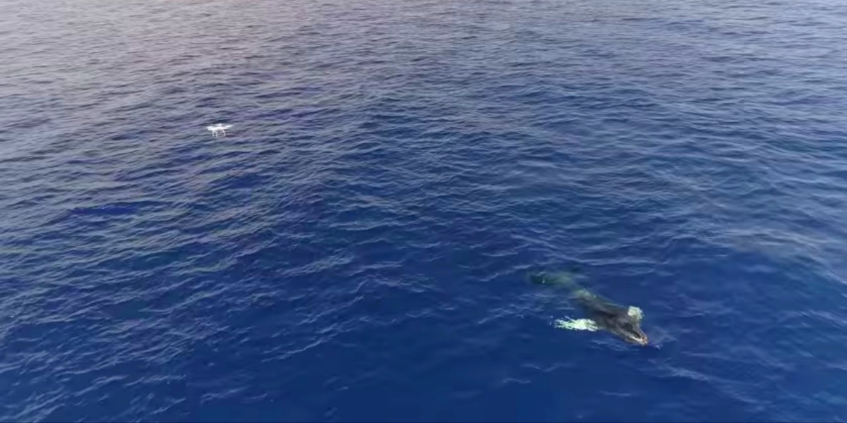 Drones are a valuable tool in freeing whales from lines and fishing nets