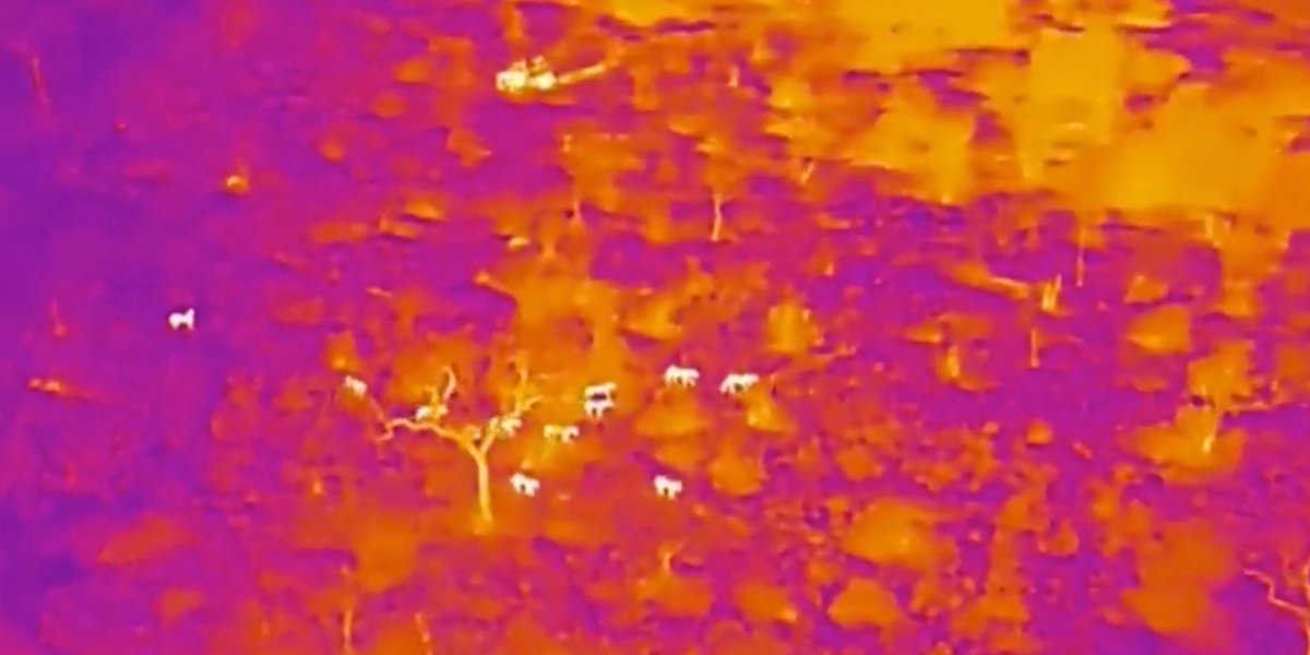A thermal drone shows the Nkuhuma Pride of lions hunt at night in Kruger National Park