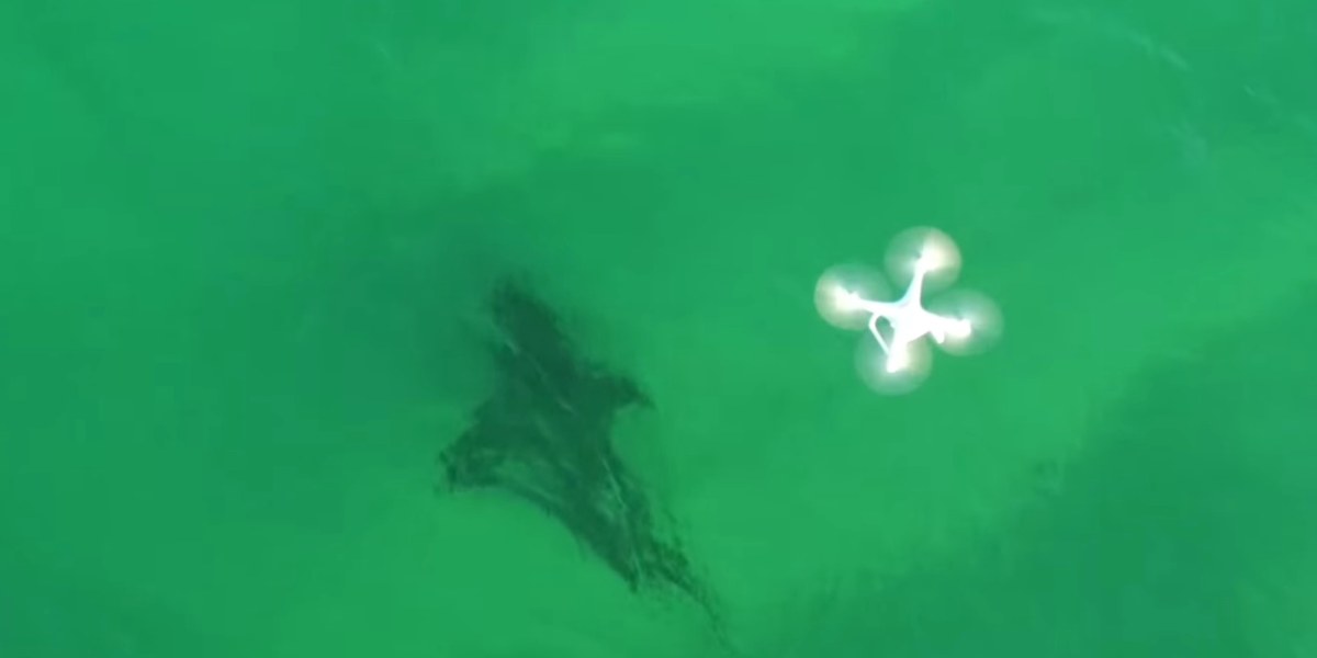 Australian scientists are testing drones to study sharks and to use as a safety device
