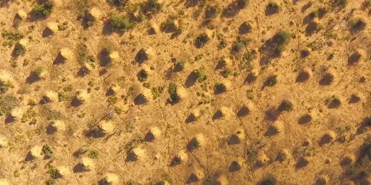 200 million termite mounds cover an area the size of Britain