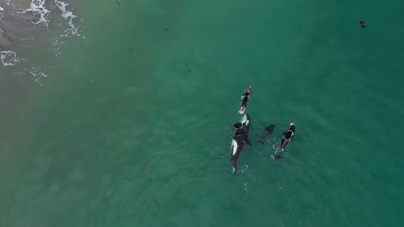 Killer Whales Join Woman During Swim Workout Drone Video Dronedj