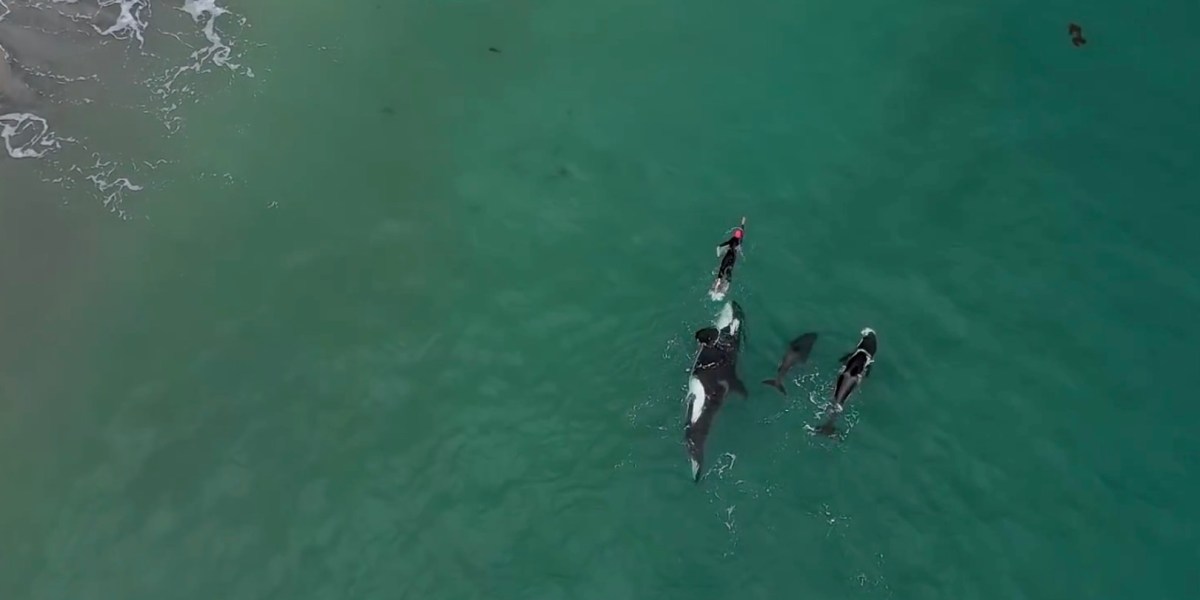 Killer whales join woman during swim workout [drone video]