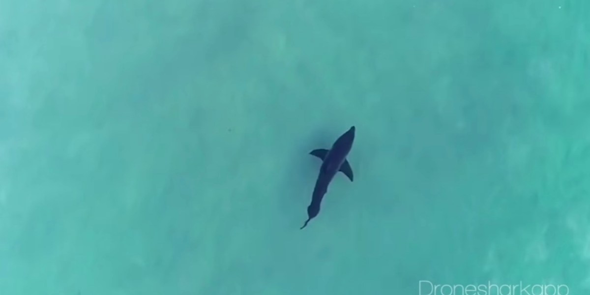Sold everything to built a shark-spotting app Drone Shark
