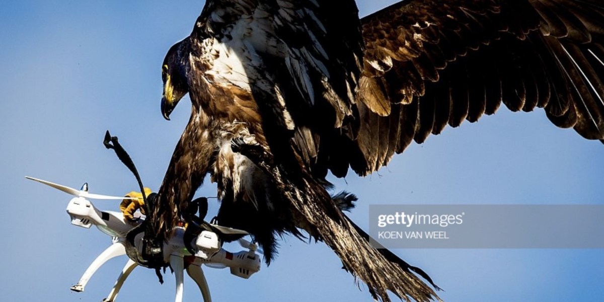 Drone-catching eagle photo goes viral