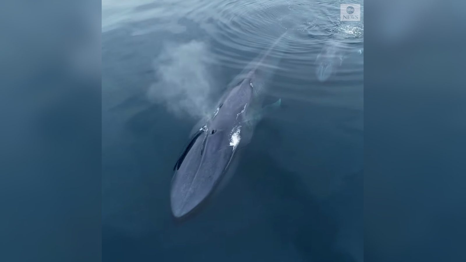 Drone Captures Rare Blue Whale And Calf Off San Diego Coast Dronedj