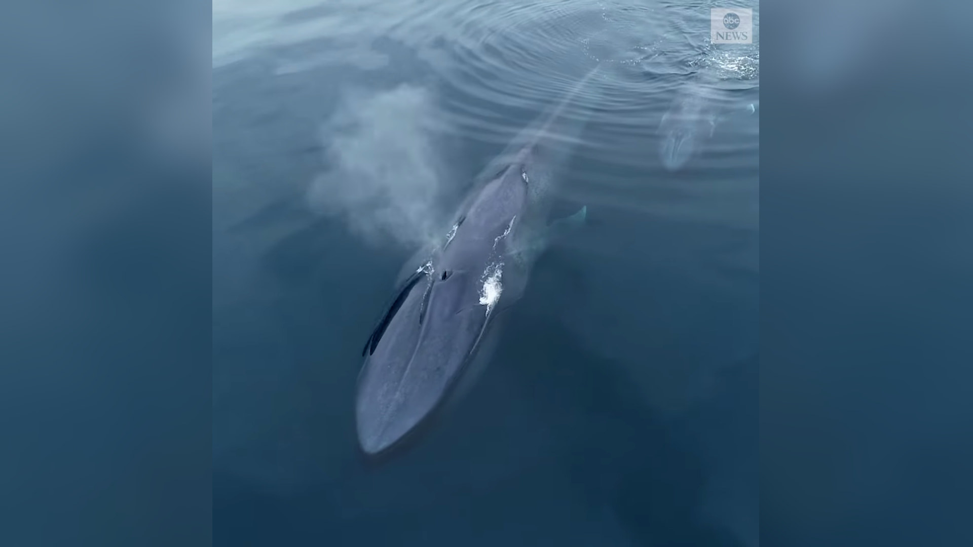 Drone captures rare blue whale and calf off San Diego coast