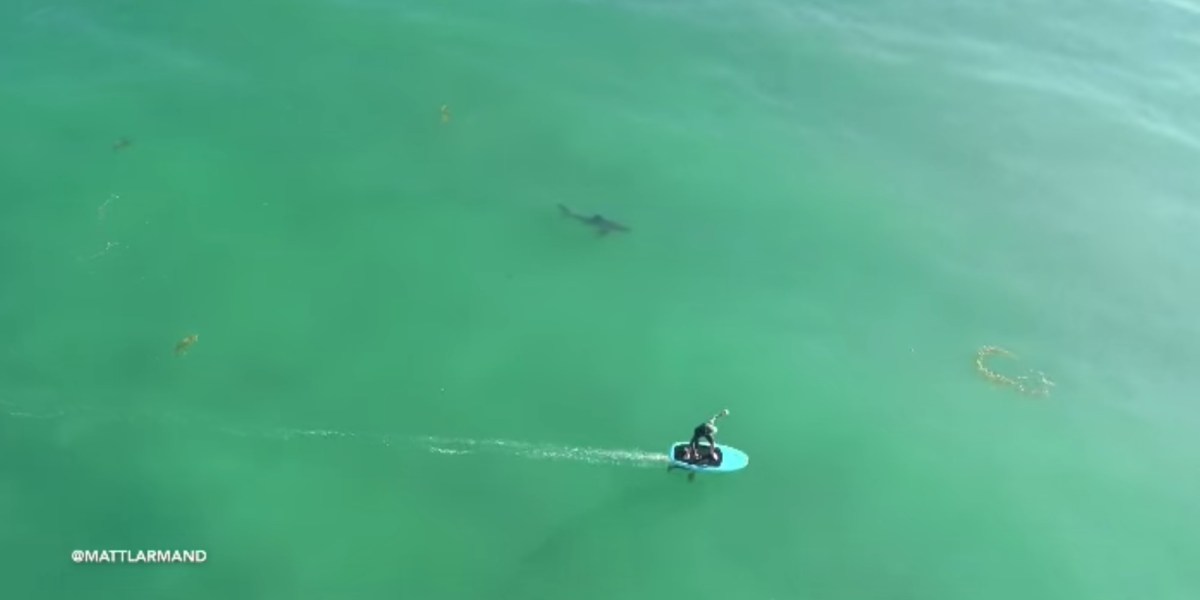 Drone captures Great White Sharks circling oblivious surfers