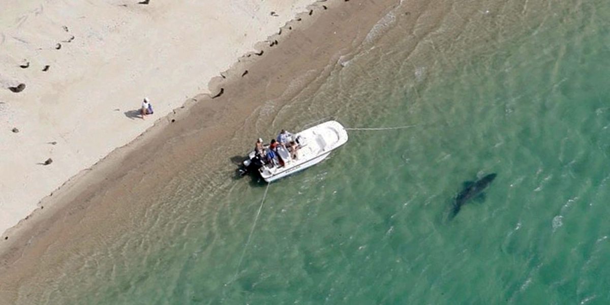 Could Little Ripper drone warn Cape Cod tourists of great white sharks?