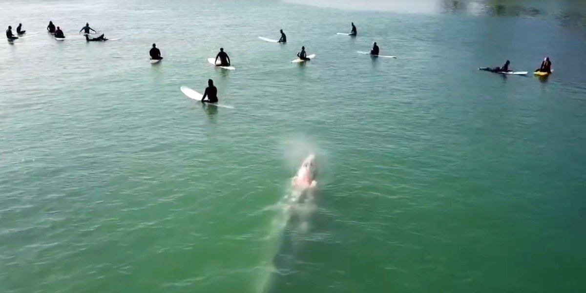 Drone video shows grey whale casually swimming underneath surfers