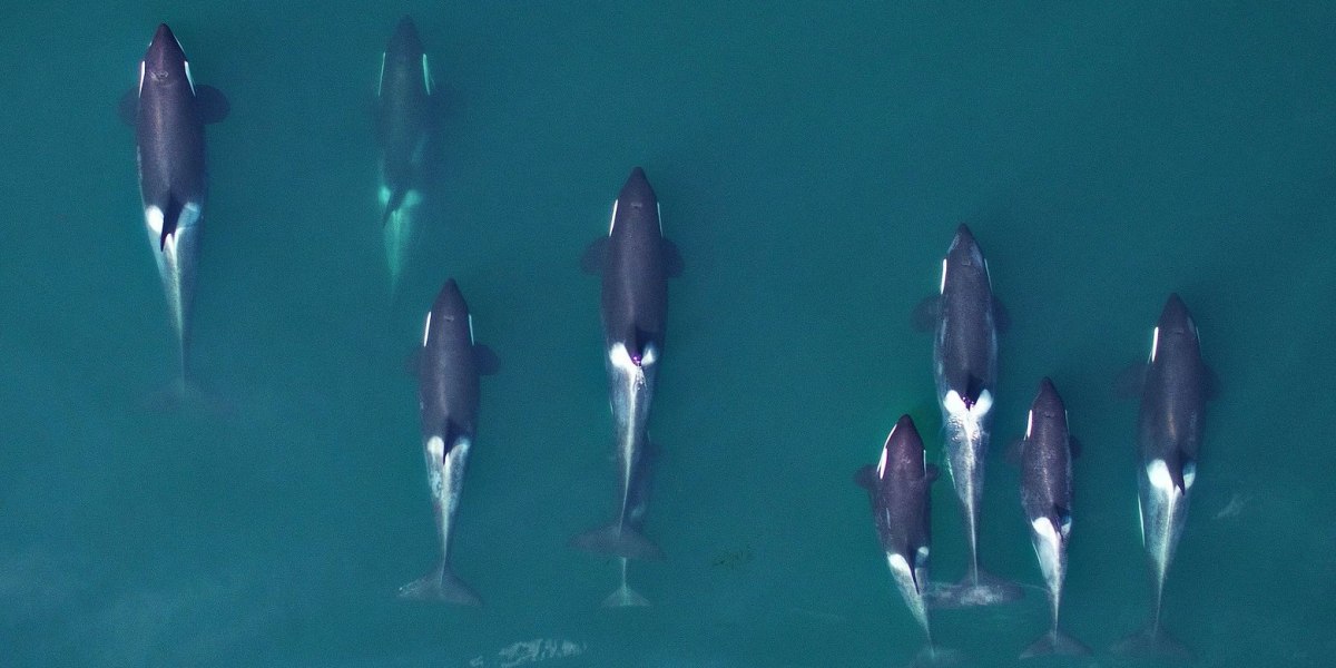 Research with drones shows that Northwest killer whales are shrinking