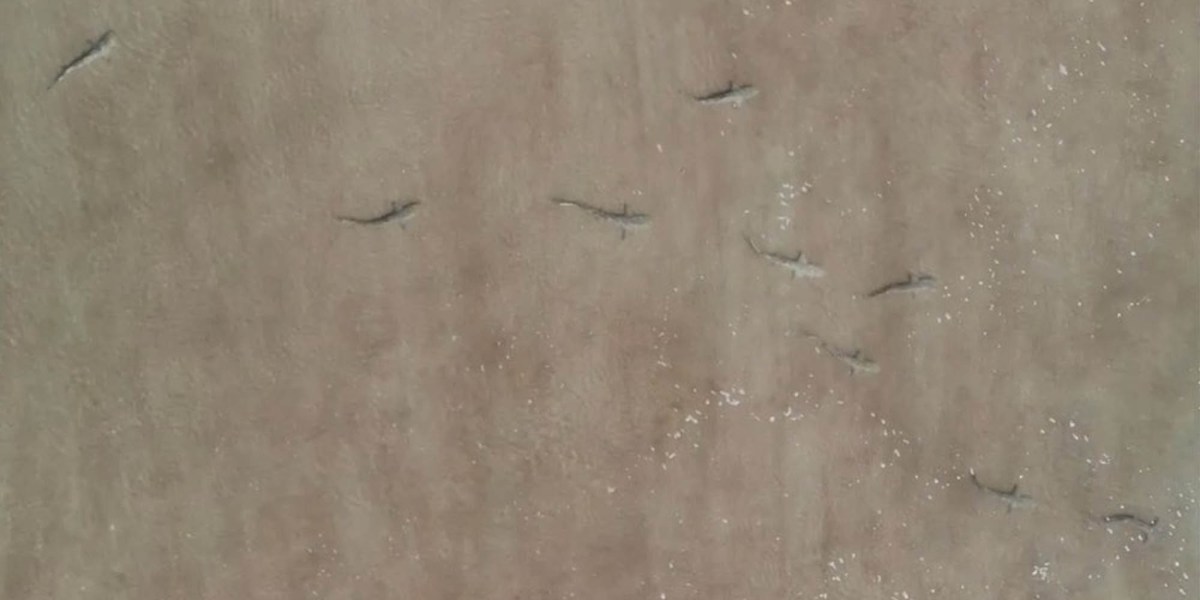 drone capture shark beach