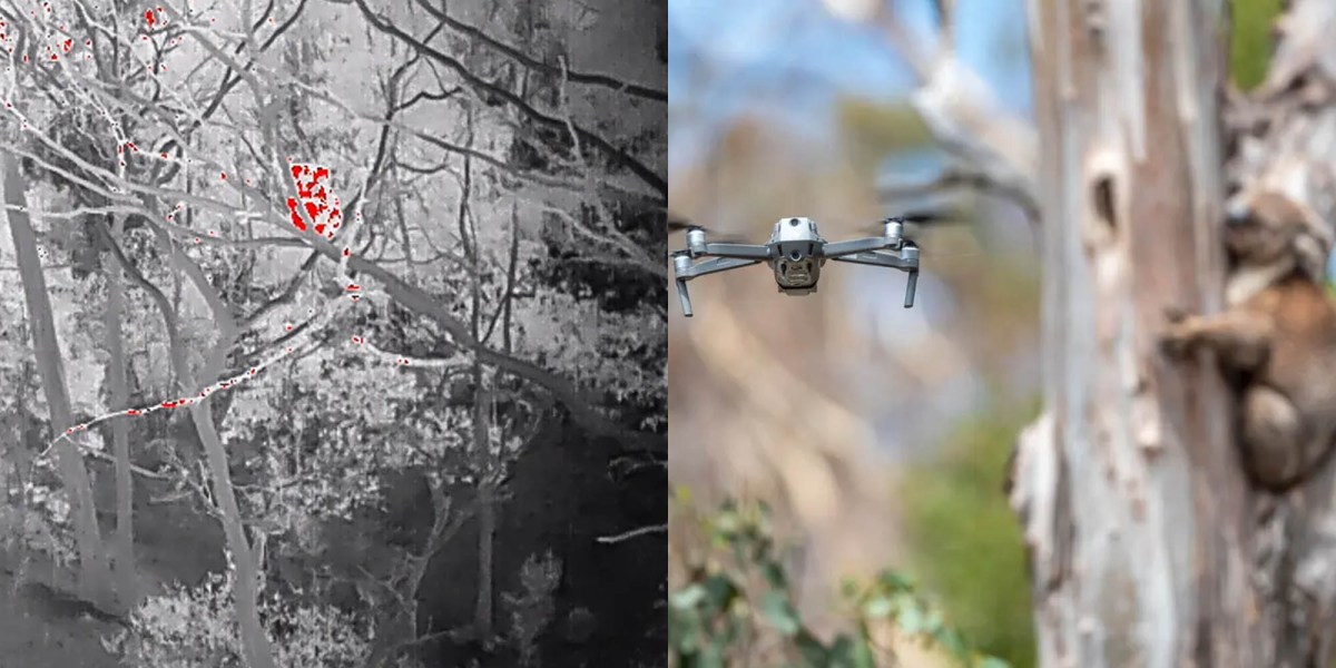 drones facial recognition koala
