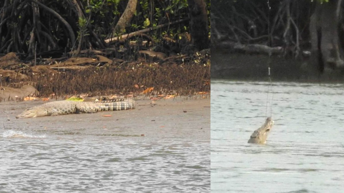 Drones catch crocodiles Australia