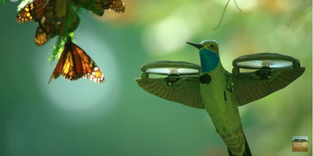 Drone disguised as hummingbird captures butterfly