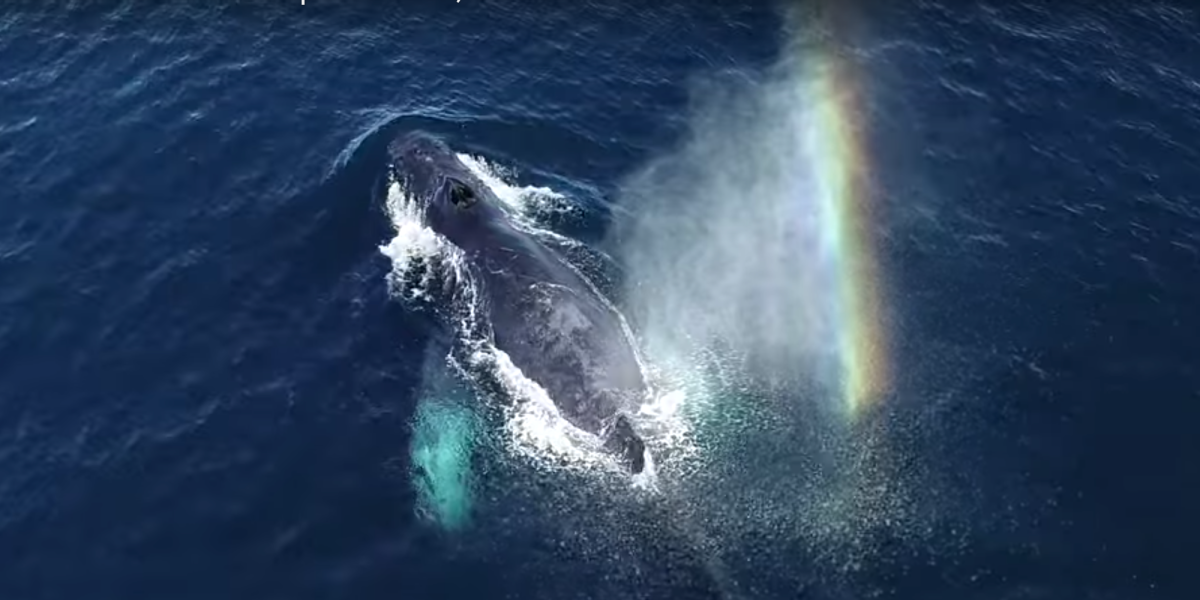 drone whale stress