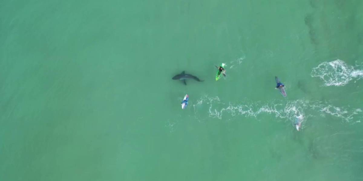 Drone White shark surfers
