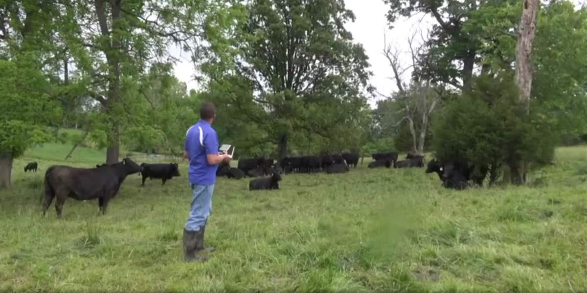 Drones ranchers cows healthy