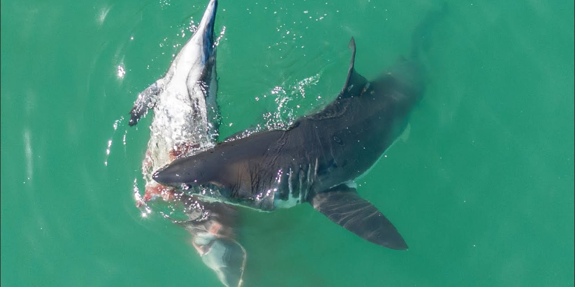 Drone captures great white sharks feeding on dead dolphin