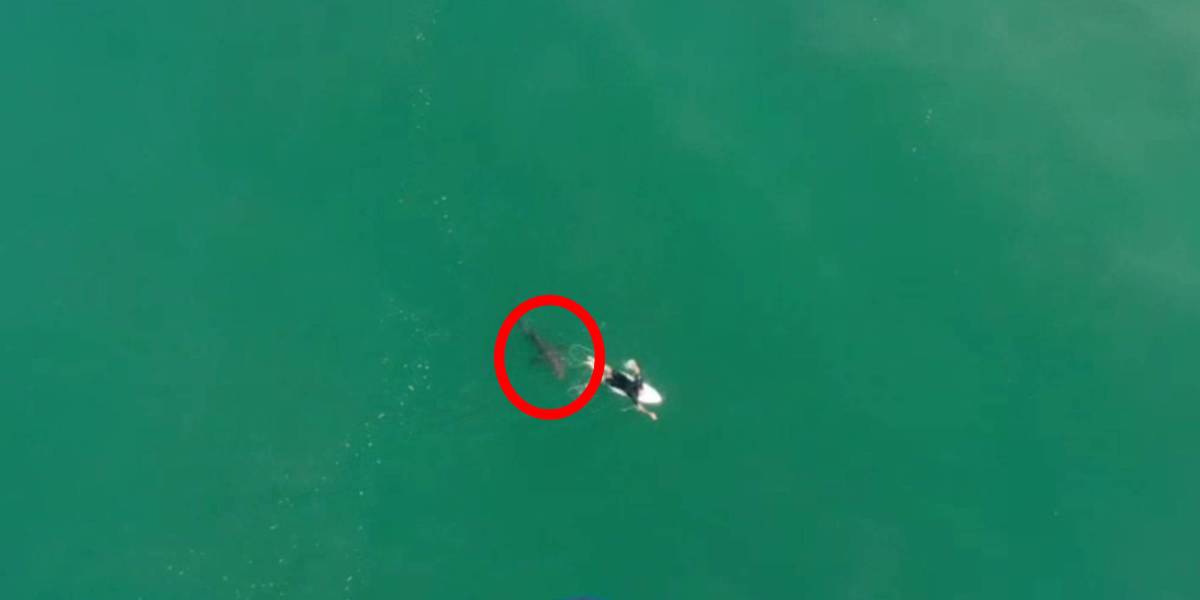 Drone captures shark surfer attack