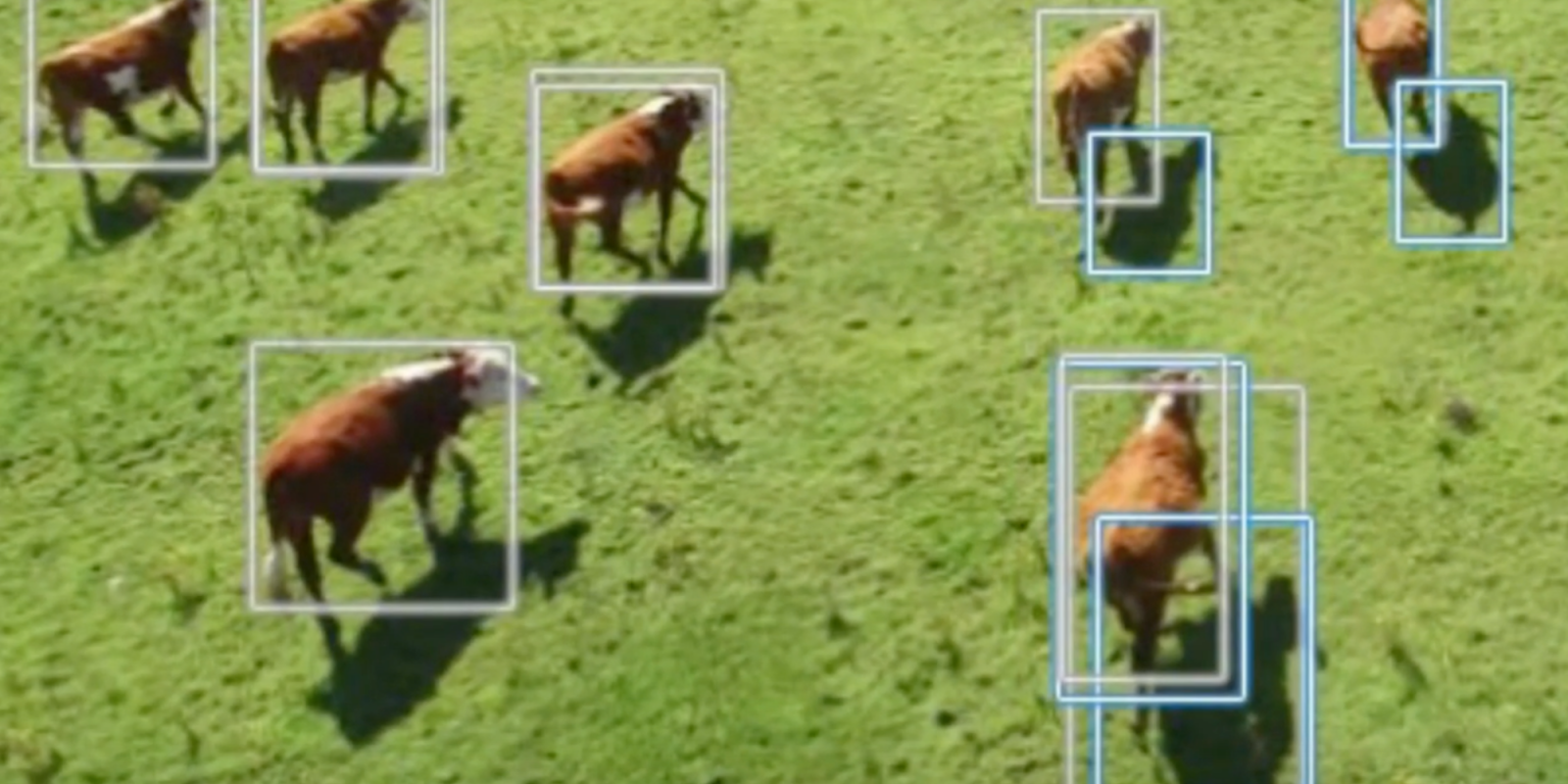 DJI drone for livestock farming