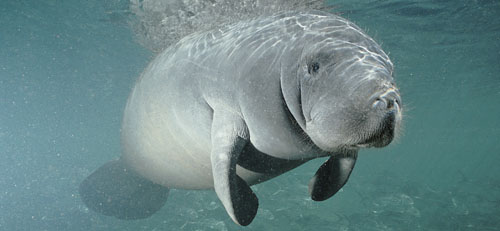 Hundreds of manatees chilling with dolphins.