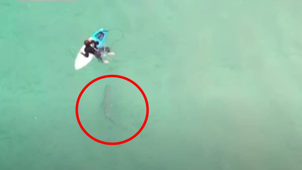 Drone surfer shark