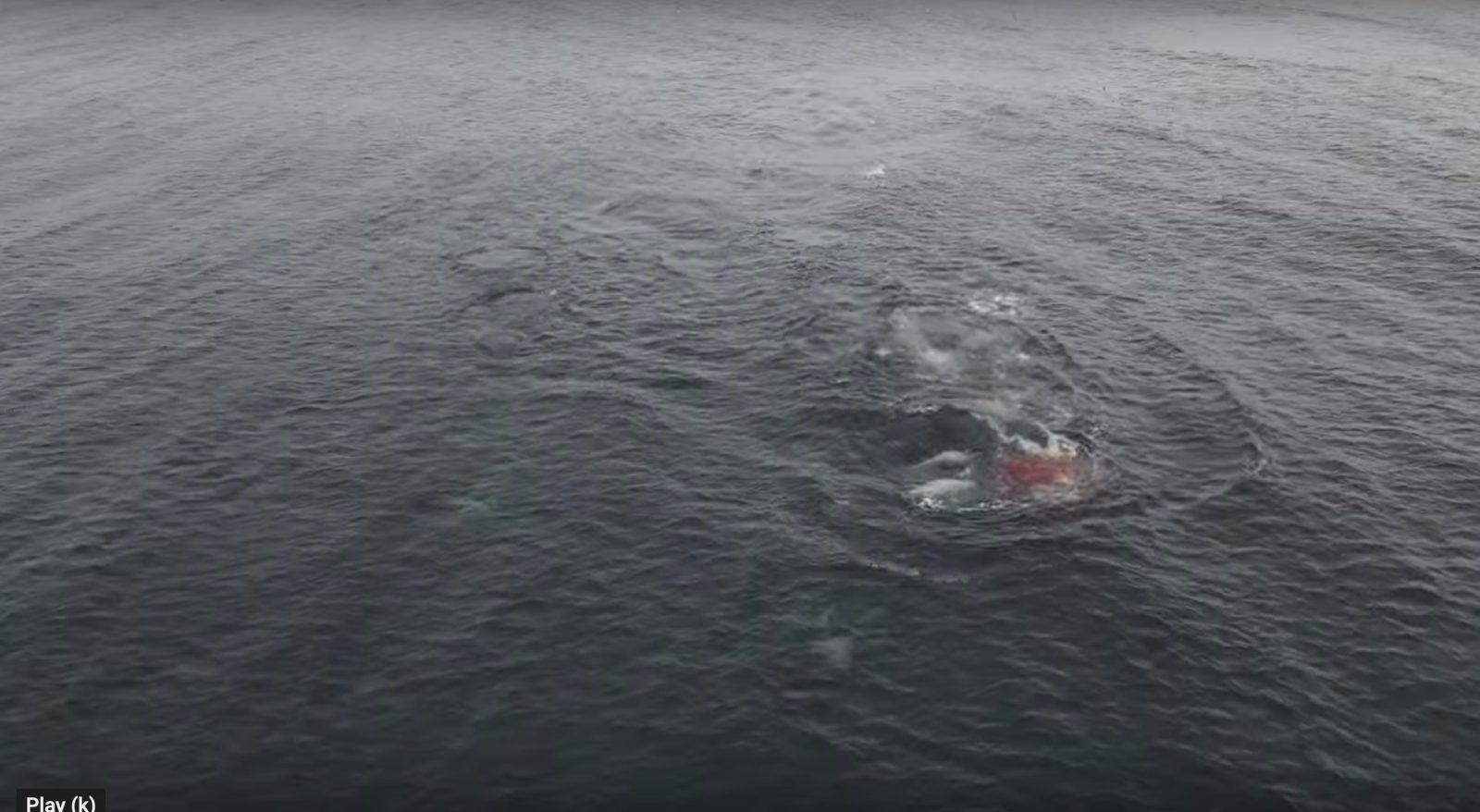 Drone footage captures rare sight of killer whales hunting seals