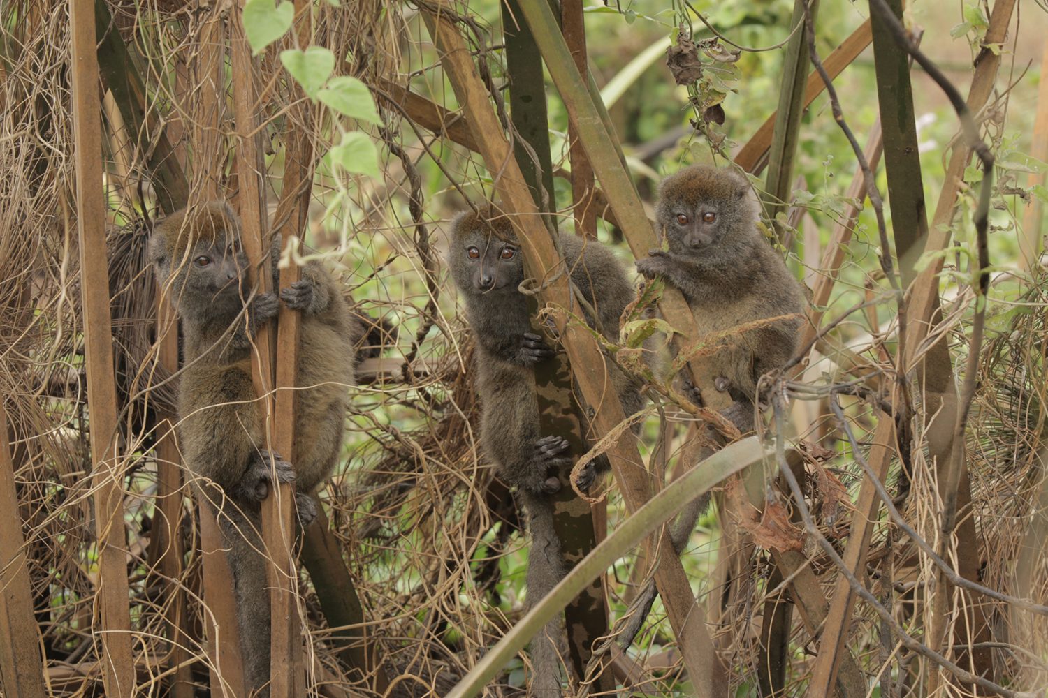 drones protect endangered animal