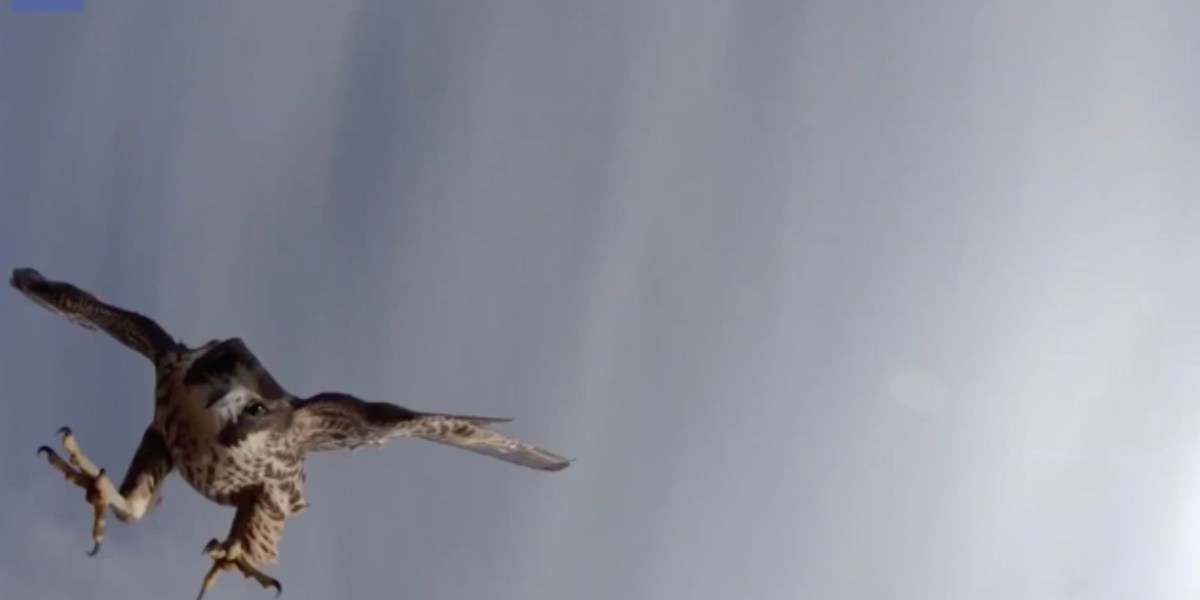video falcon attacks drone