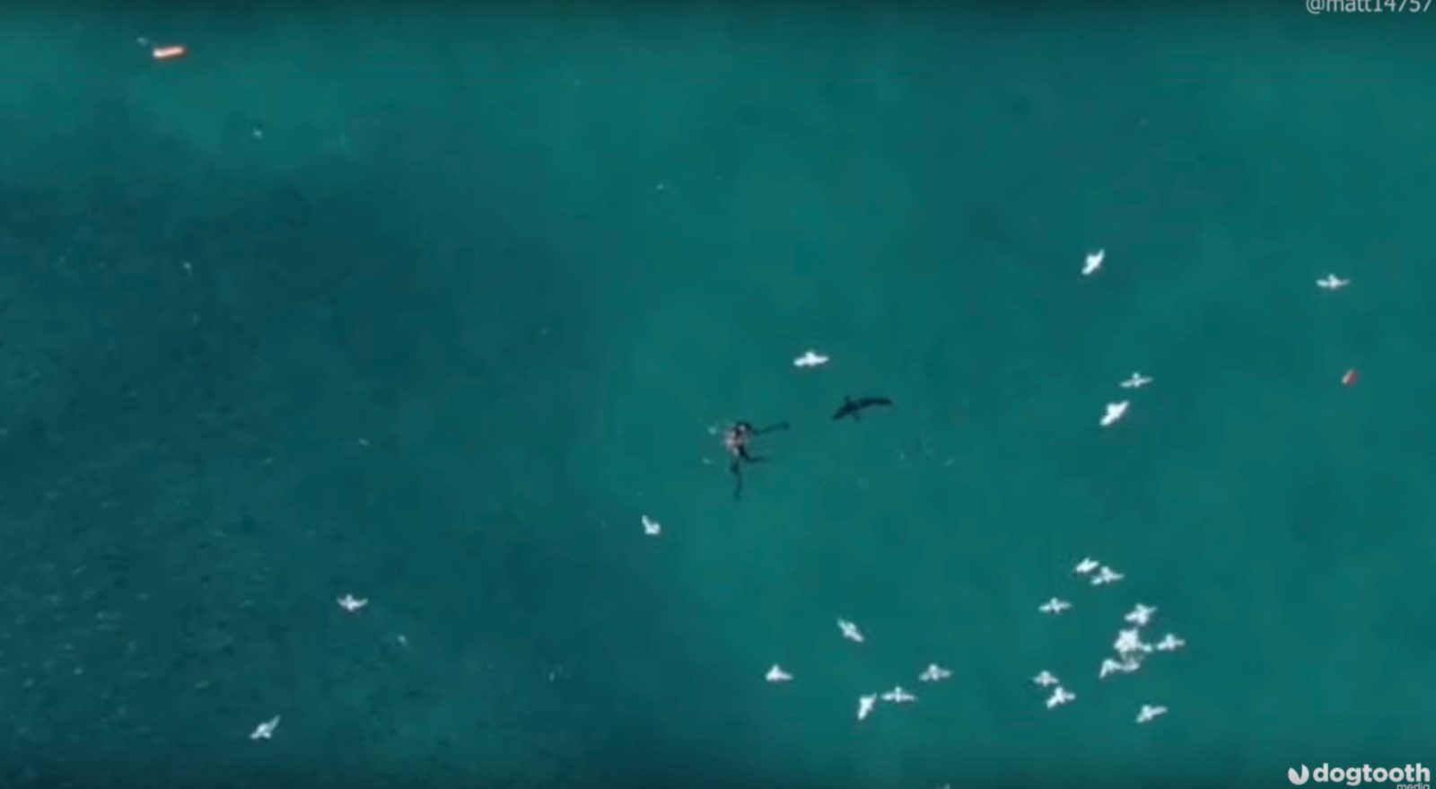 drone video shark battle