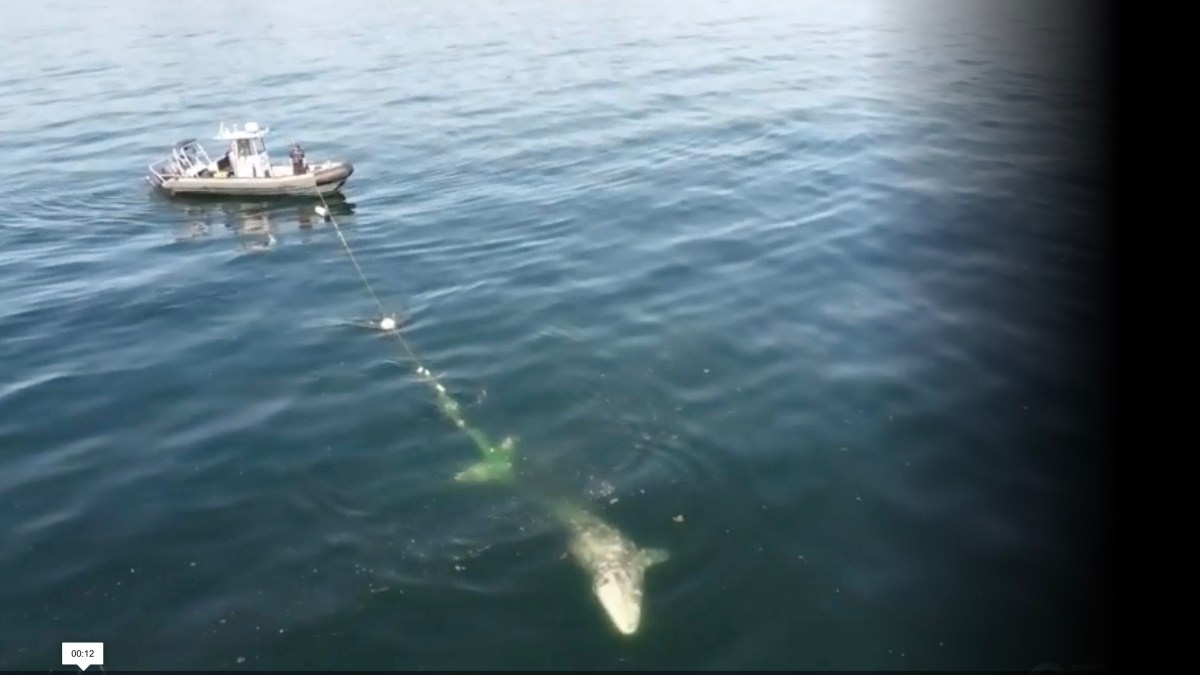 drone video gray whale