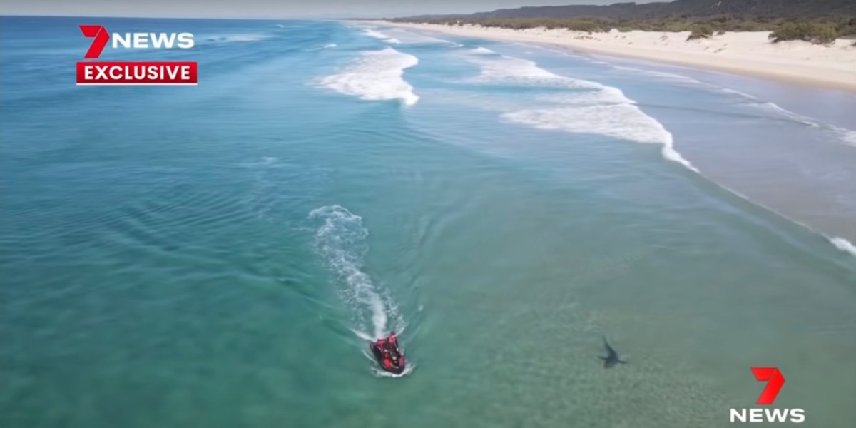 drone footage shark attack