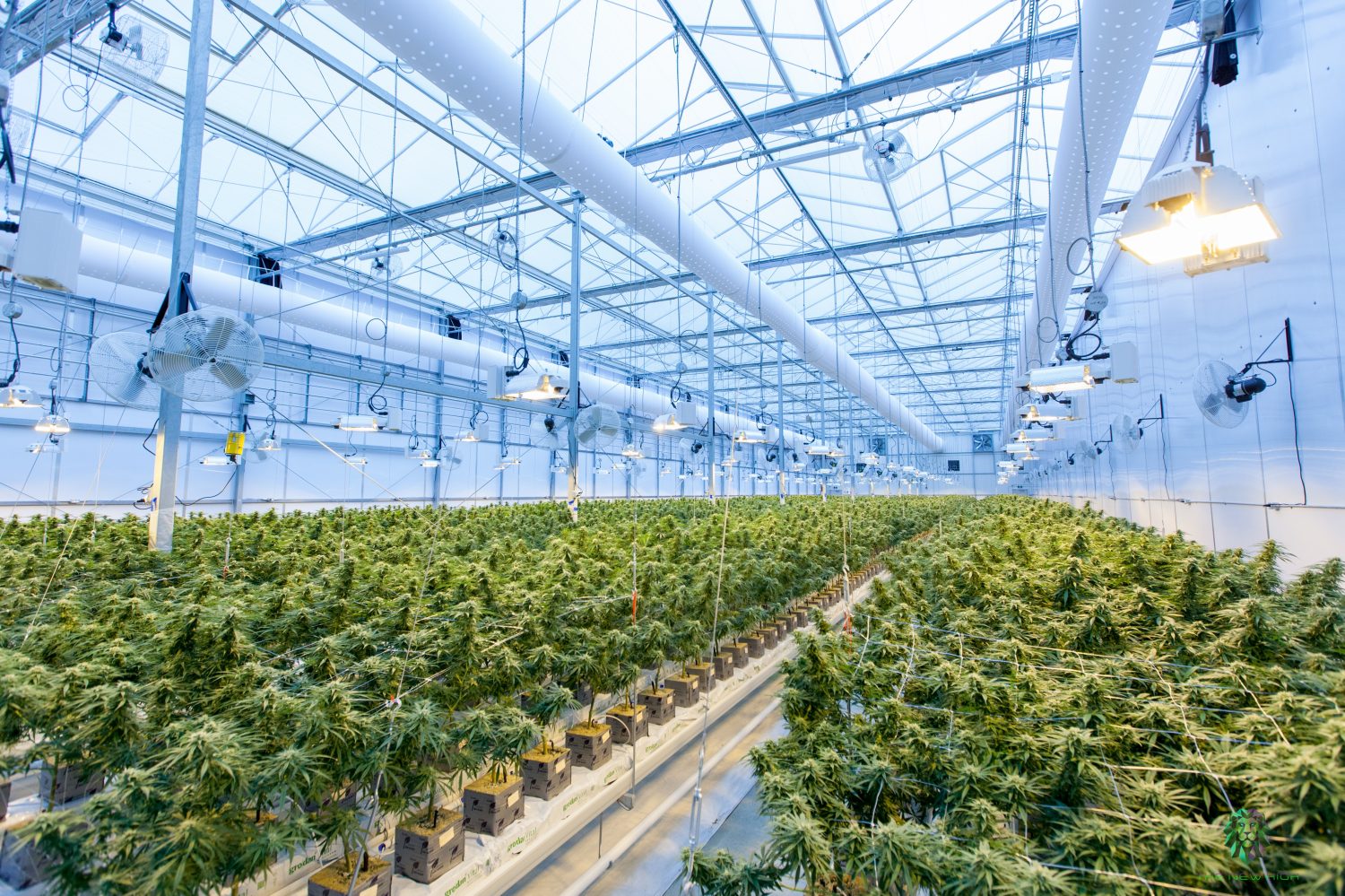 drones marijuana growers