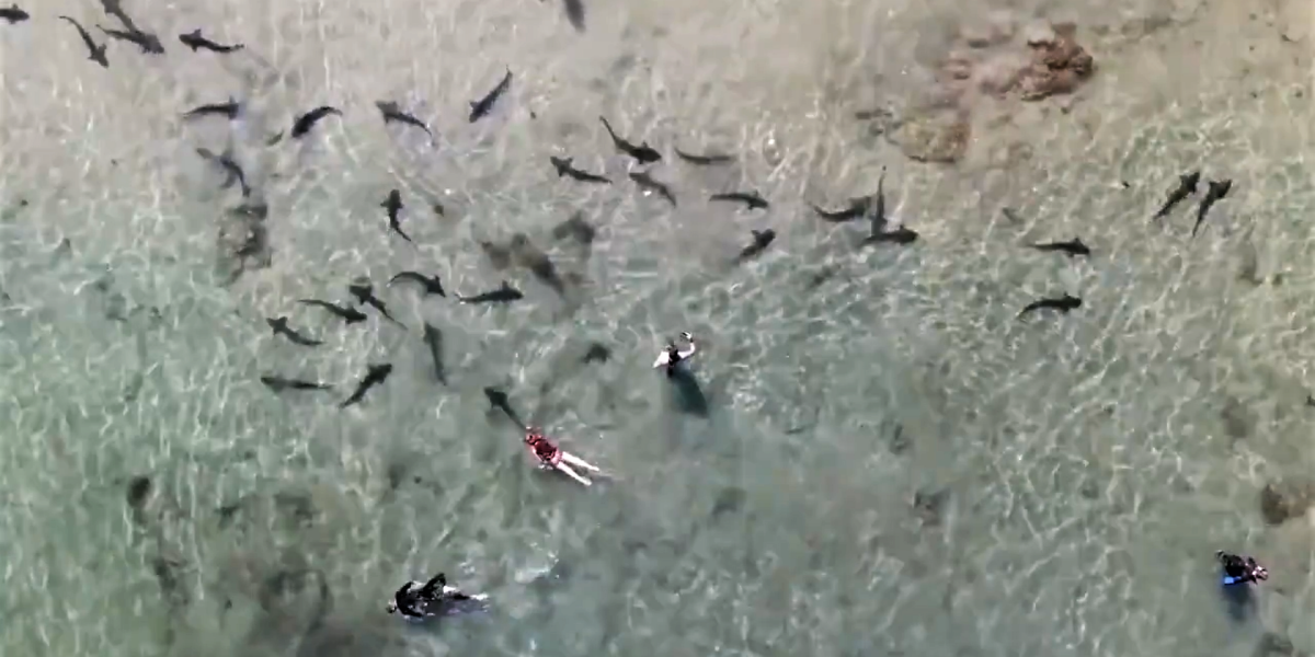 Drone video shows swimmers chilling with California -
