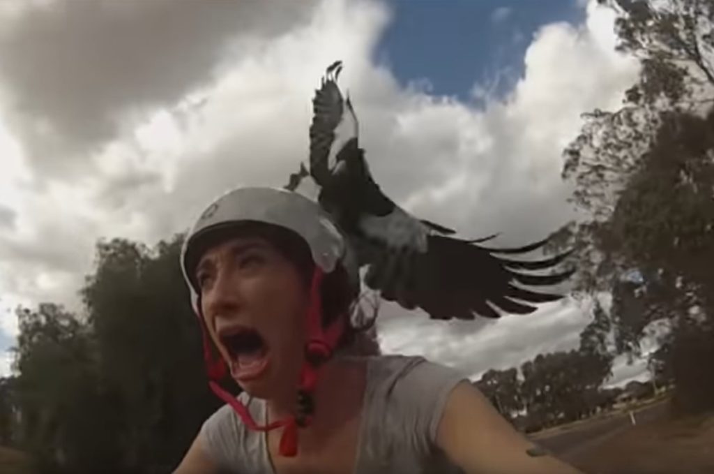 FPV sudden, determined magpie attack -