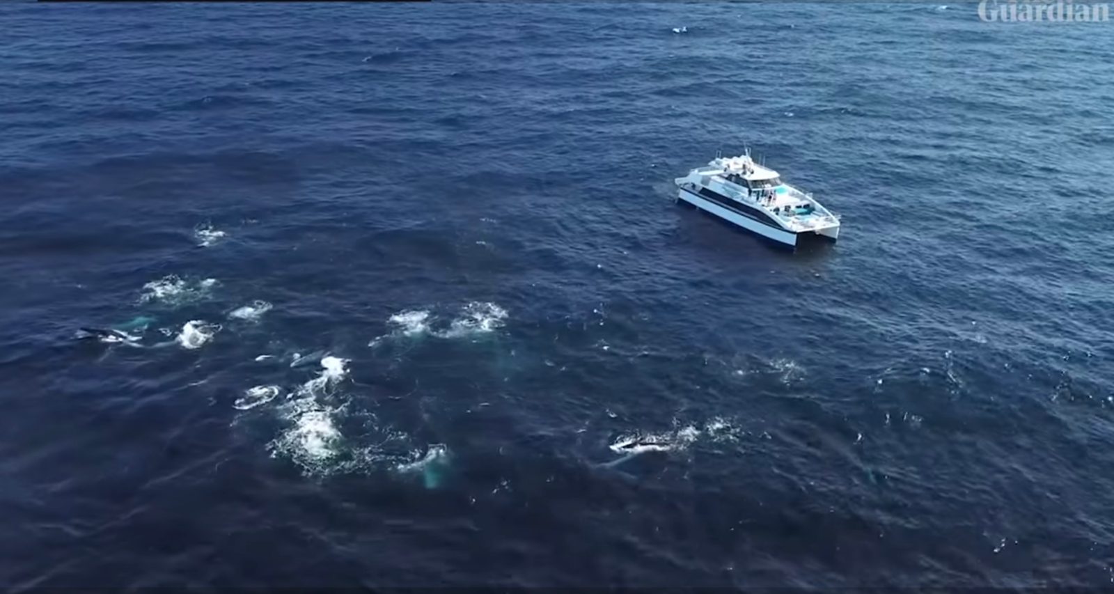 drone video humpback whale feeding