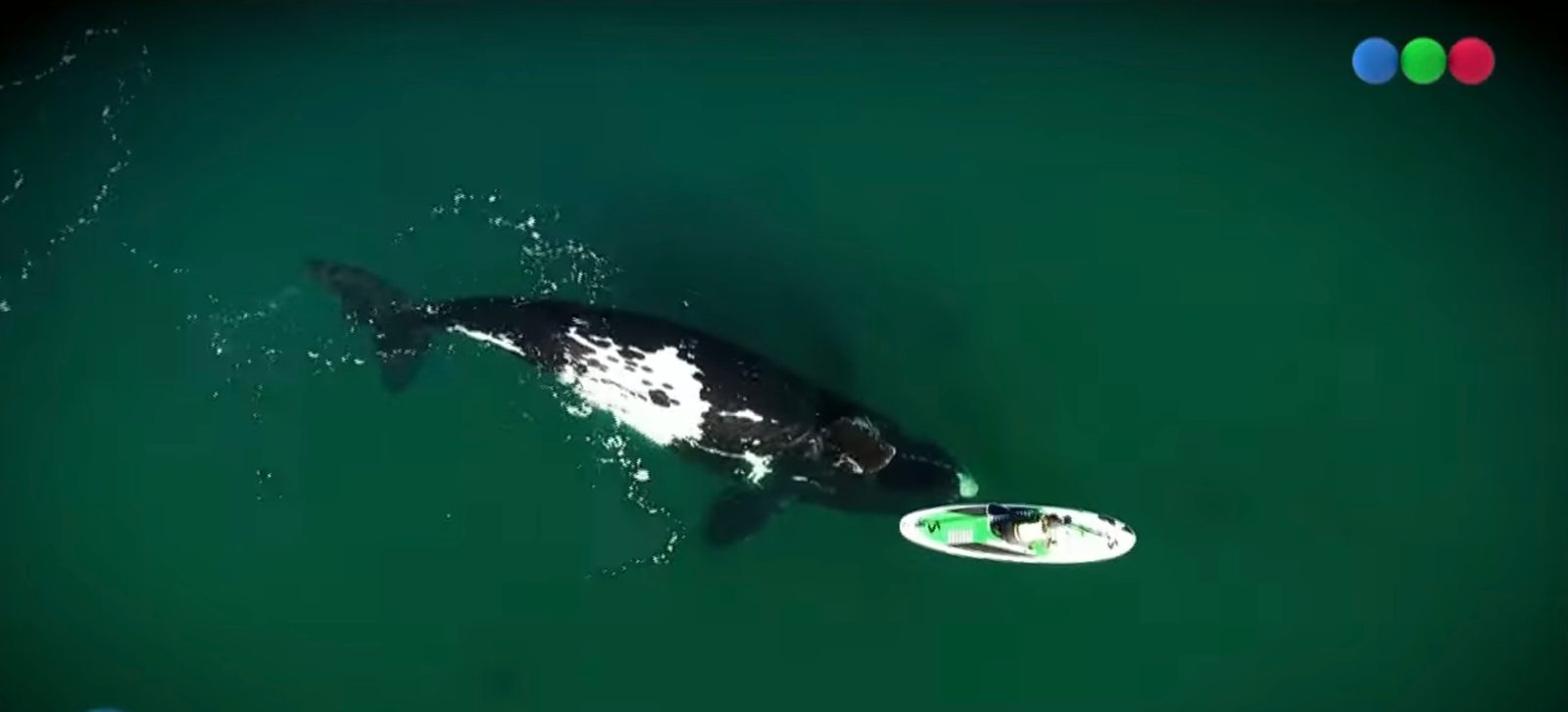 drone video whale