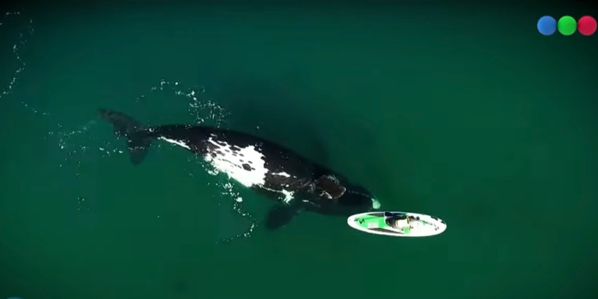 drone video whale