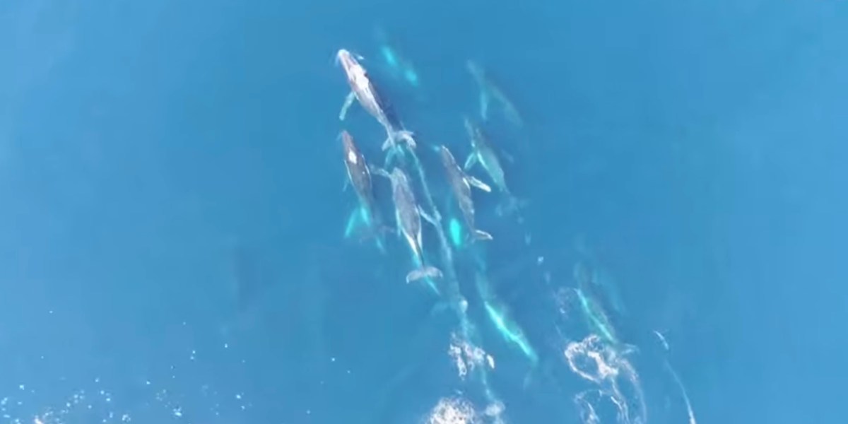 drone video humpback whale