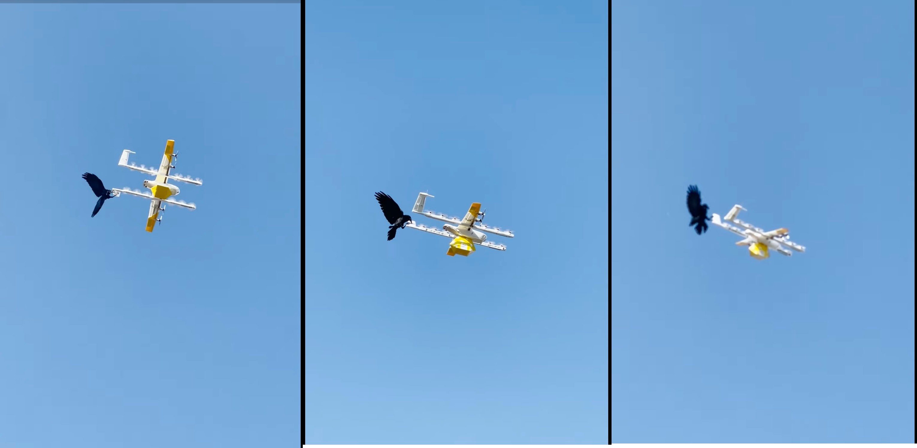 Раздраженные вороны атакуют и приостанавливают доставку дронами Wing в пригороде Австралии