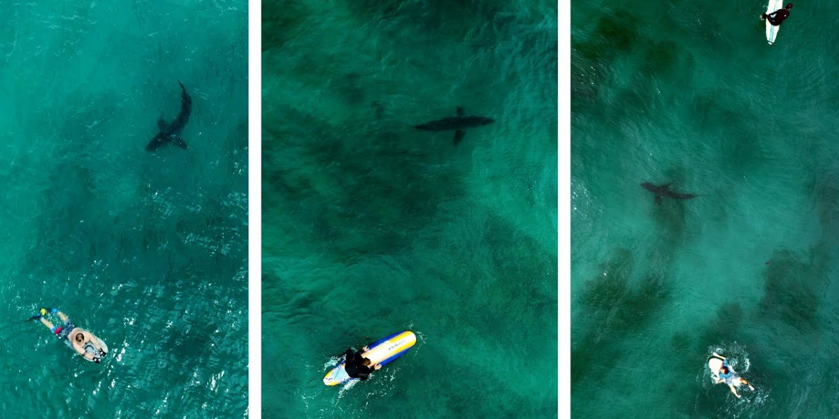 shark drone video san diego