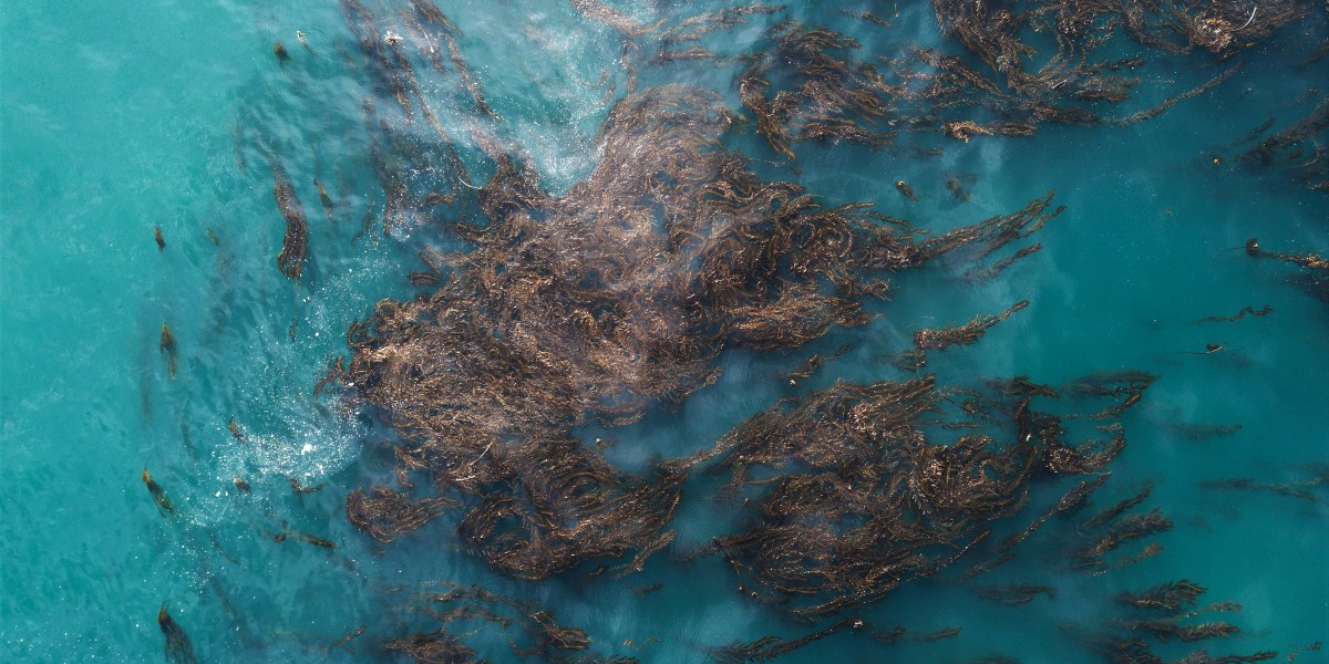 california kelp forests drone
