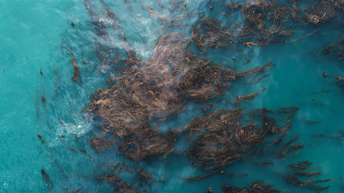 california kelp forests drone