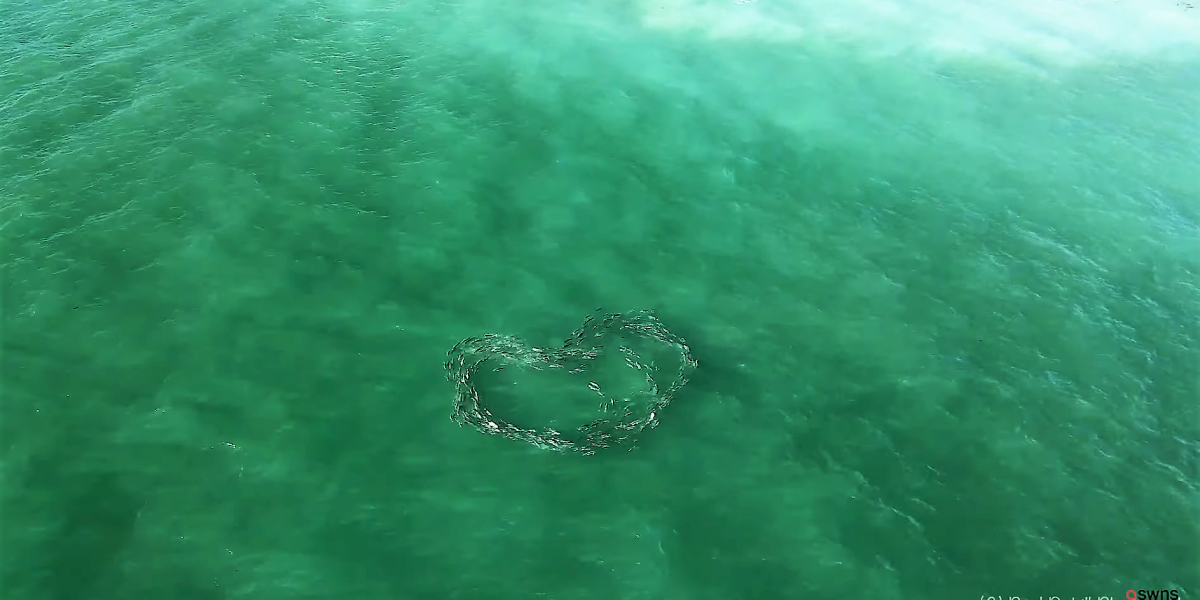 crevalle jack fish heart drone video